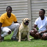 mok_boerboels