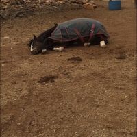 mimmymoo