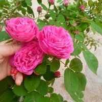 user99462570201983