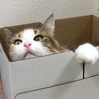 miyu1yoshidaseisakusho