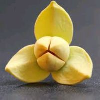 romduol_bosba