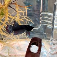 เสียงต้นฉบับ - ผมไม่ได้มาเล่นๆ