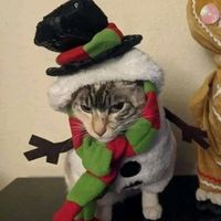 original sound - rn12hype