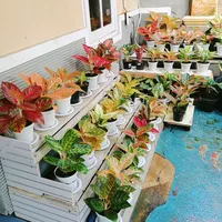 original sound - maranis75