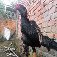 suara asli - AYAM Jagoo🐔🐔