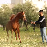abdallahdana6810