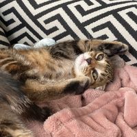 tabbysmycat