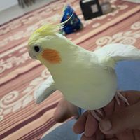 fenerbahe7617