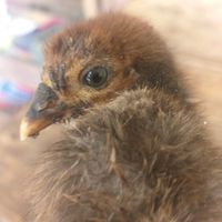 pollocollcaw