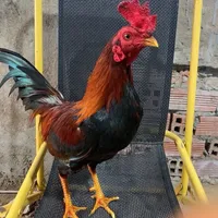 original sound - vn.hiu1163
