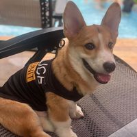 original sound - Wishkythecorgi