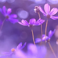 original sound - cebsiicebsile