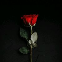 mariahari07
