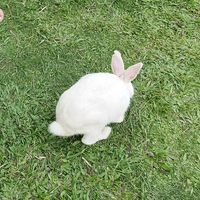 suara asli - KNITNATION OFFICIAL
