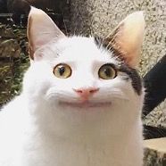 オリジナル楽曲 - catkawaii