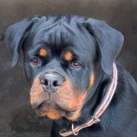 mgkennels2