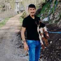 orijinal ses