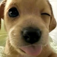 cuecasujaamo