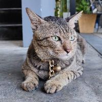 เสียงต้นฉบับ - 🌻 SkyHigh49 🐶