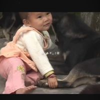 nhạc nền - pigs 🐖