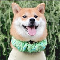 shibainu_kichi