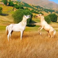 gorgulufirat7