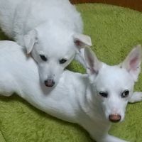 オリジナル楽曲 - tumu&kunimatu