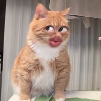 thinthuthu_6