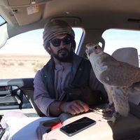 الصوت الأصلي