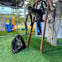 titoandbeli.themonkeys