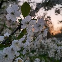 оригинальный звук