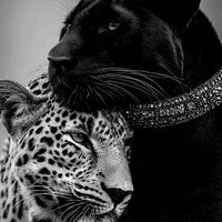 the.....queen282