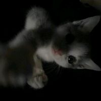 เสียงต้นฉบับ - sutthirak 🐻‍❄️