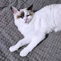 оригинальный звук - MeowMeow