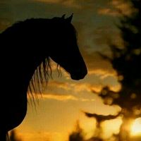 cavalos079
