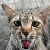 mileungmaewthai