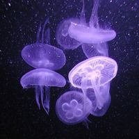 _solene007