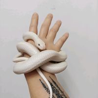 原聲 - 💔᭄封ᩚ꯭心ᩚ锁꯭ᩚ爱ᩚ💔᭄