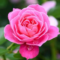 original sound - sweetberry🌸