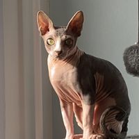 cat_molle