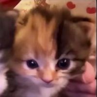 nhạc nền - ThanhZy👾