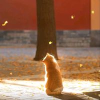 nhạc nền - т.ʀ.ι_✍️ ʂɨɾɑʂɨƚʋɛɾƙɨ