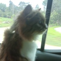 original sound - TekuraNgantuk🐢