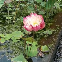 suara asli - kayy_dell