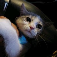 cherry.cat8888
