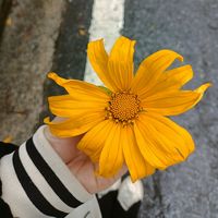 nhạc nền - Xuann🌷