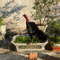 nhạc nền - khả hay troll vn  [×__×]