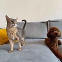 оригинальный звук