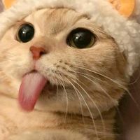 hola024161