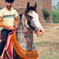 horse_fakhrybabar